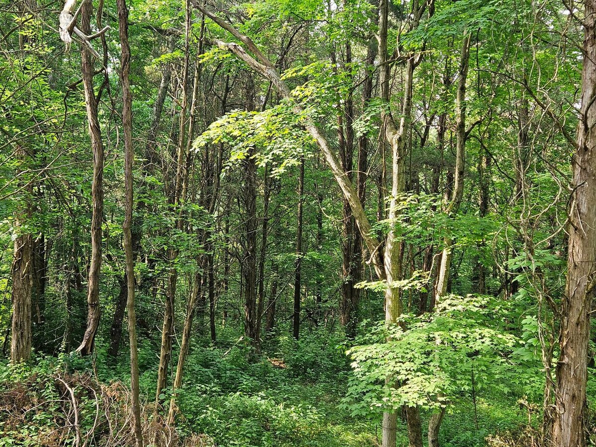 Sassafras Woodland Cabin photo 8